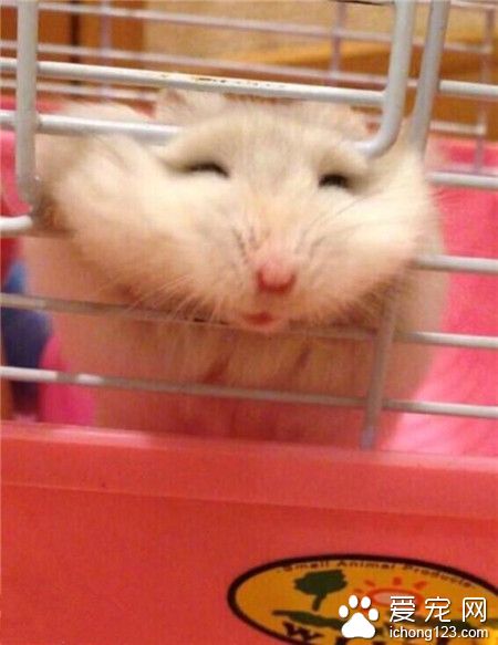 求救都要这么卖萌 一只仓鼠被这么卡住后，头就变成这样的了