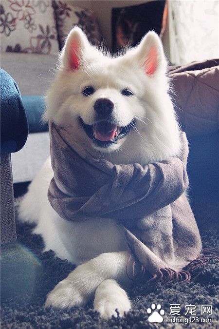 一只会笑的萨摩耶！