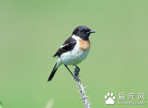 鸟身上长虱子怎么办 给鸟用药治疗需谨慎