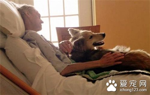 流浪汉临终前的最后心愿 再见一次自己的狗