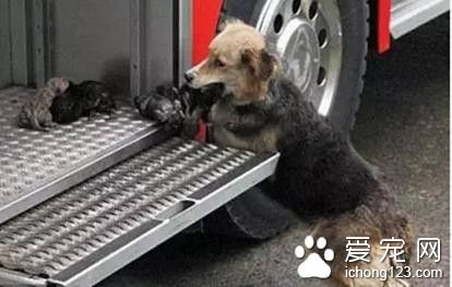 德牧多次出入火场救子 母爱的伟大都能体现出来