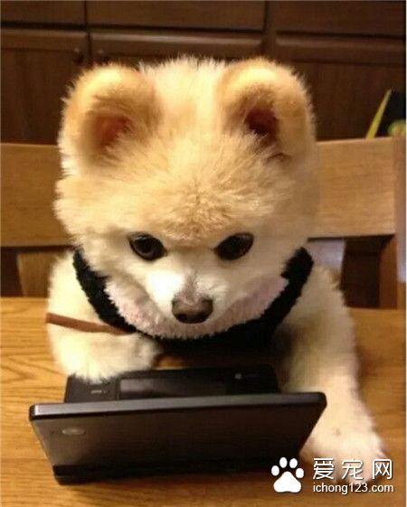 汪星人，嗯，股票又涨了~