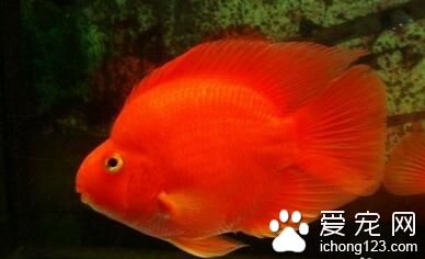 养热带鱼注意事项 家养热带鱼需要注意的事项