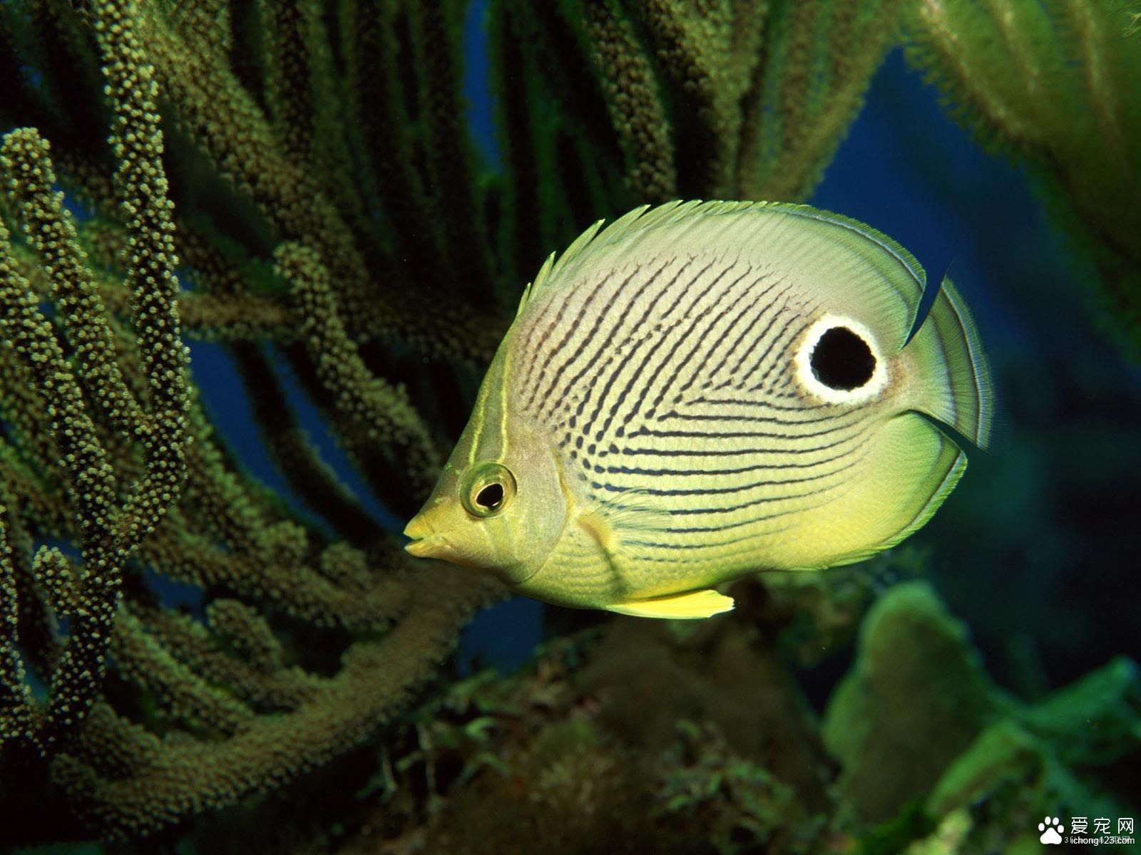 热带鱼得了肠炎怎么办 热带鱼肠炎的治疗方法