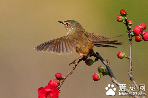 家养鸟哪些叫的最好听 金丝雀好养叫声又好听