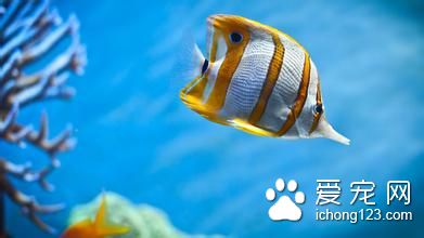 热带鱼生病怎么办 热带鱼生病四大主要原因