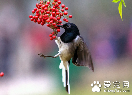 什么鸟好养 一些杂食性的鸟比较容易饲养