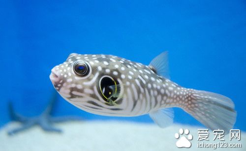 养什么大型热带鱼 好看容易养的大型热带鱼
