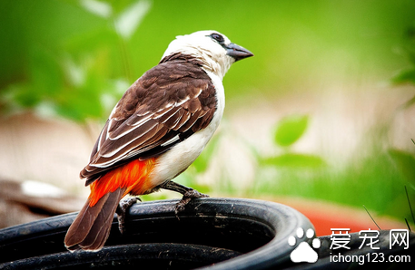 鸟寿命有多长  鸟的寿命依品种不同而各异