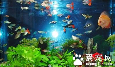 怎样才能养好热带鱼 热带鱼养殖指南