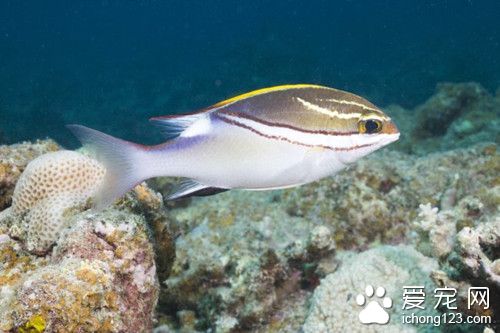 热带鱼白点病症状 白点病的预防及治疗方法