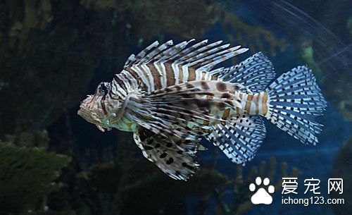 哪些热带鱼是胎生 卵胎生热带鱼怎么繁殖