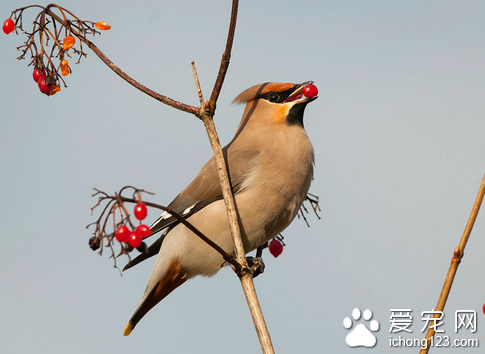 什么样的鸟好养 可根据自己的爱好来选择