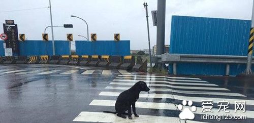 一只黑狗淋雨坐在十字路口久久不走 只为等待主人