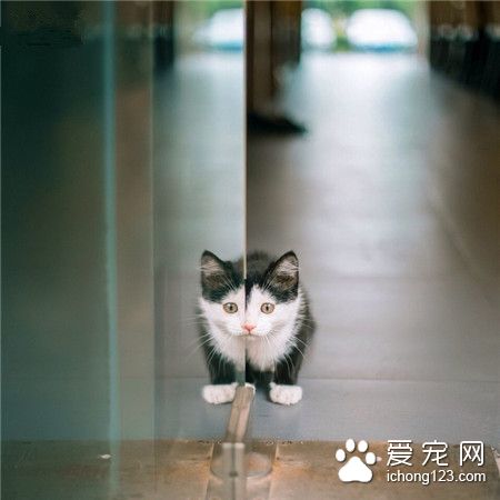 喵星人的镜子游戏！