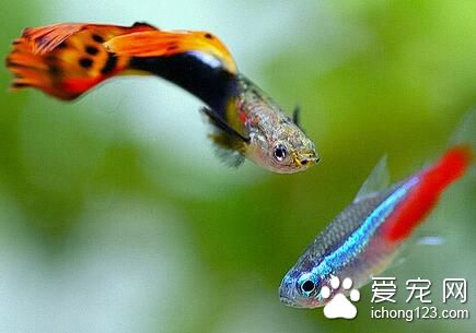 热带鱼最低温度 热带鱼养殖温度注意地方