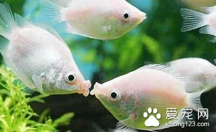 适合新手养的热带鱼 十三种适合养殖的热带鱼