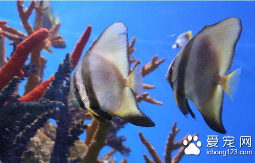 养热带鱼需要什么 养热带鱼必须必备的装备