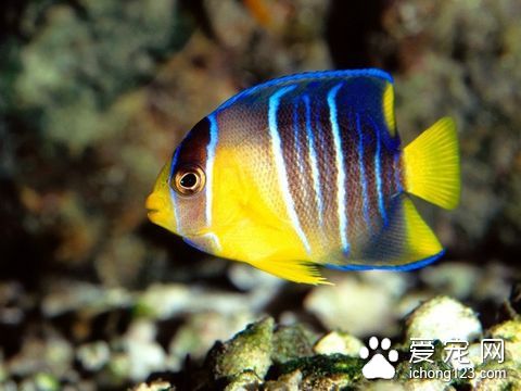 热带鱼的饲养与观赏 热带鱼饲养的要点