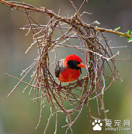 鸟怎么分公母 一种鸟一种鉴别的方法