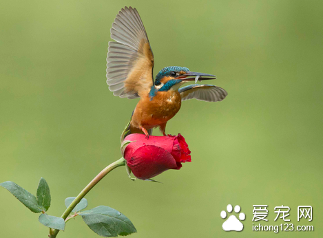 什么鸟不会飞 现存约有40种不会飞的鸟类