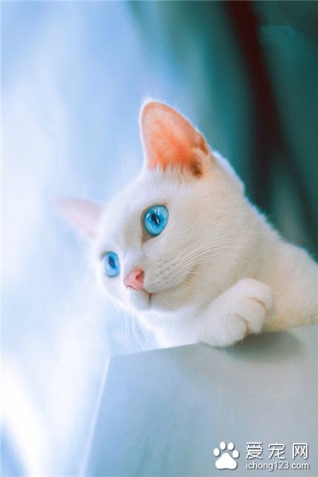 喵星人，仰望天空45度系列 呸俯视！