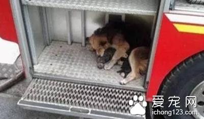 德牧多次出入火场救子 母爱的伟大都能体现出来