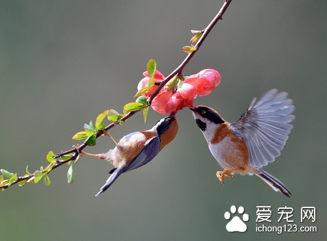什么鸟最好养 购买鸟时要选健康的好鸟