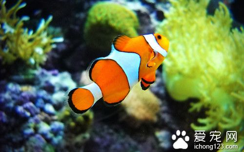 养热带鱼要注意什么 新手养鱼需要注意的事项