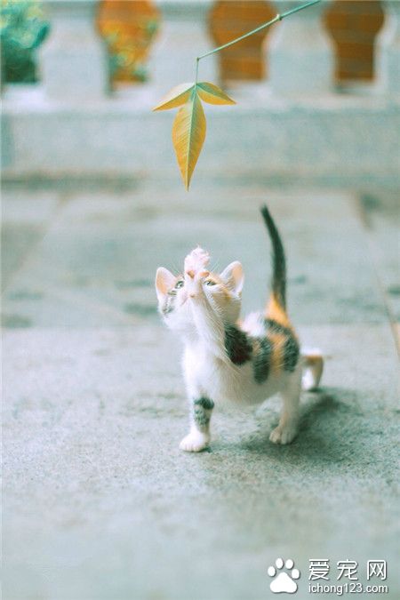 嘛嘛 我要长高高！