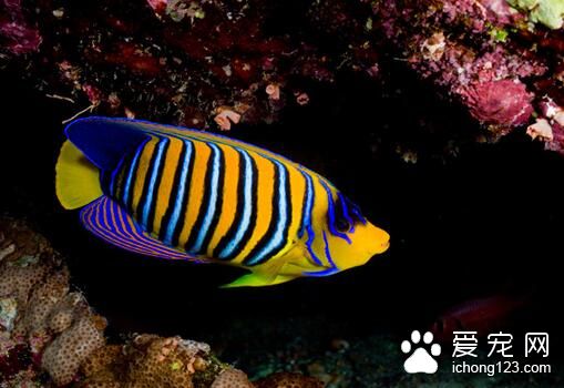 新手适合养什么热带鱼 三种适合新手养殖观赏鱼