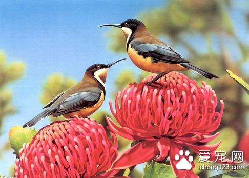 鸟身上有虱子怎么办 定期给鸟儿清洁洗澡