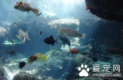 热带鱼会不会撑死 热带鱼喂养要注意几点