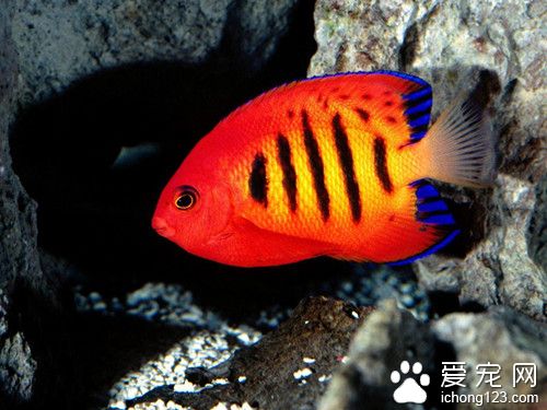 怎么能养好热带鱼 热带鱼的最正确饲养方法