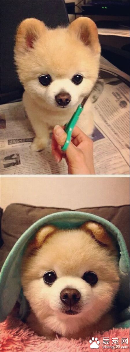 汪星人，不要剪我的小耳朵~