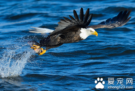 世界上寿命最长的鸟 亚马逊鹦鹉活到104岁