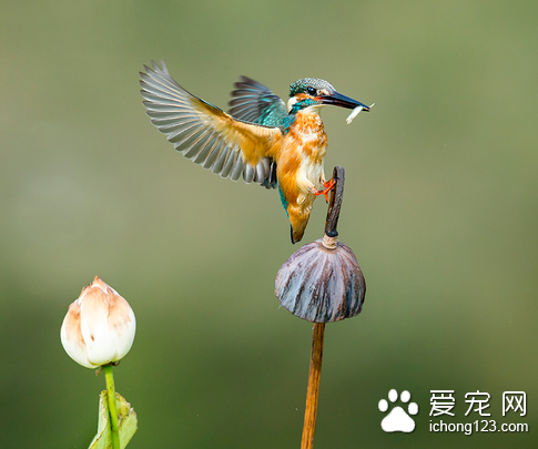 什么鸟会说话 动物一般都有很强的模仿能力
