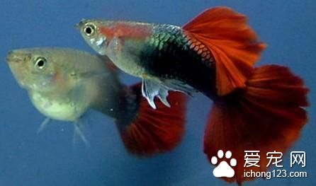 热带鱼几天换水 热带鱼换水需要注意的事项