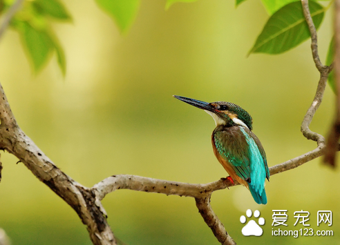 最好养的鸟 鹦鹉类和雀类的鸟儿比较好养