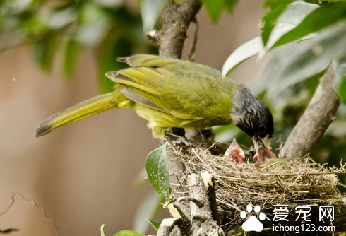 鸟长虱子怎么办 准备一些预防的杀虫药物