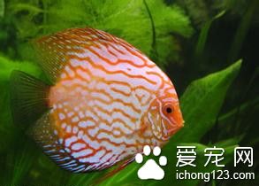 好养的小热带鱼 初次养热带鱼选什么样的好