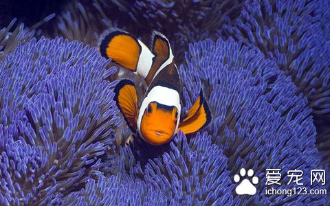 纯净水能养热带鱼吗 纯净水缺少氧气机矿物质