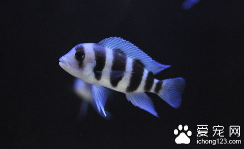 家里适合养什么热带鱼 四种最具观赏性的热带鱼