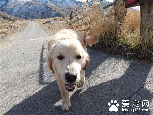 女驾驶发现途中有只落单黄金猎犬 停下车走不开