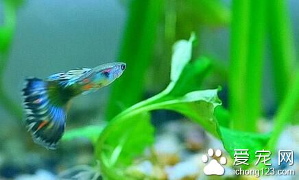 冬天如何养热带鱼 需要及时调整喂鱼时间