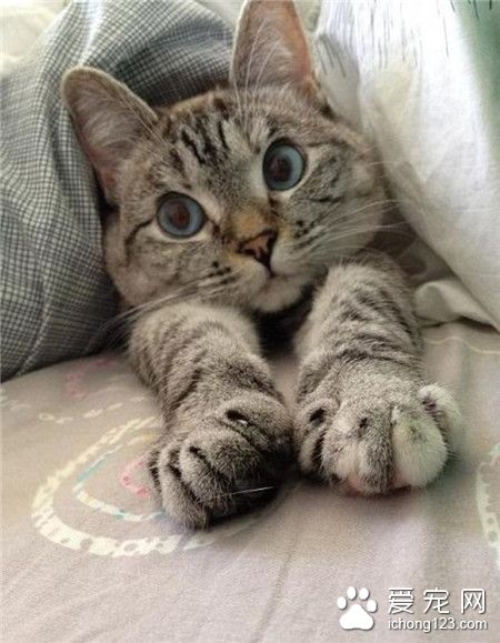 喵星人，伸个懒腰起床啦～