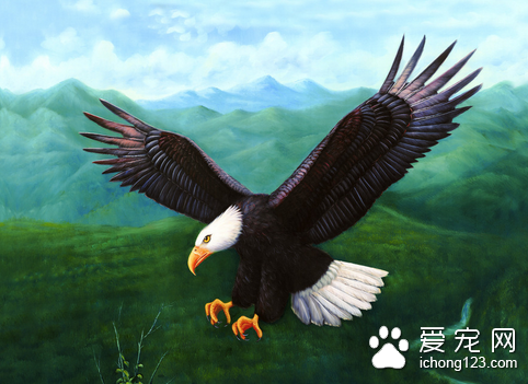 寿命最长的鸟 大型鹦鹉可以活到100年左右