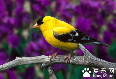鸟身上有虱子 鸟身上虱子的安全去除方法