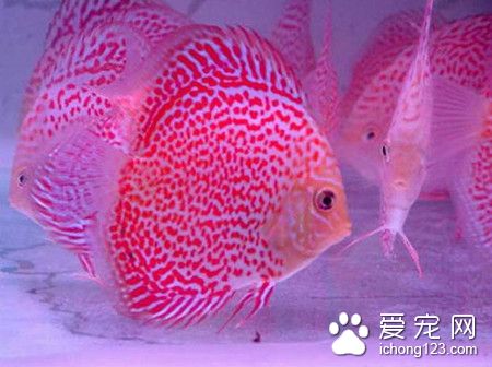 自来水能养热带鱼吗 需要把水晒过之后才能用