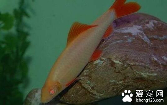 好看的小型热带鱼 10种好看值得一养的热带鱼